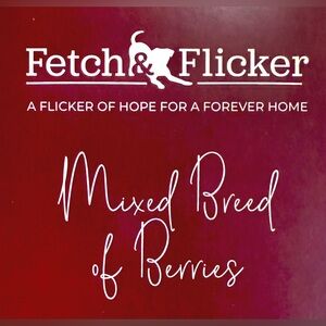 Mixed Breed of Berries